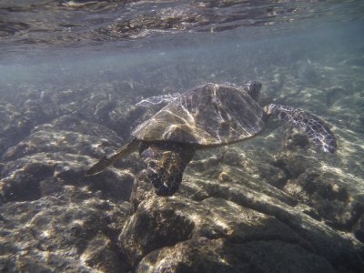 Hawaiian Green Sea Turtle (Honu)