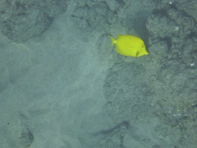 Yellow Tang (lau'ipala)