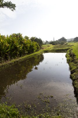 Taro pond