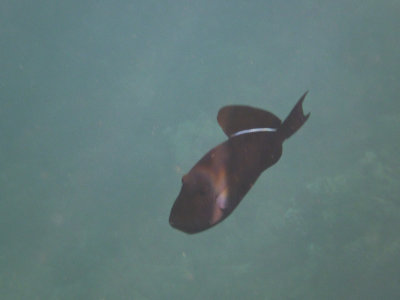 Black Triggerfish