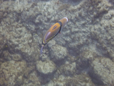 Reef Triggerfish (humuhumu-nukunuku-a-pua'a)