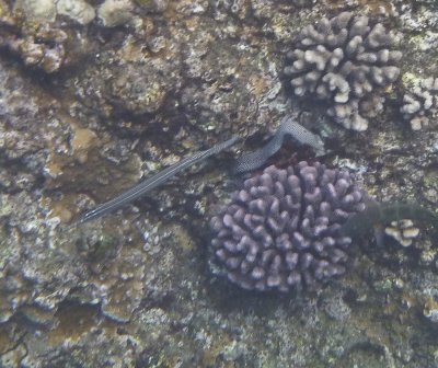 Whitemouth Moray Eel