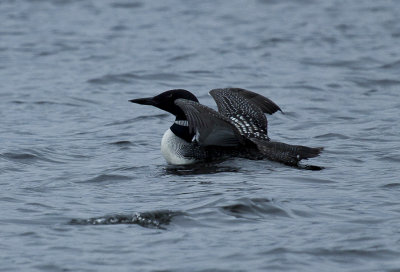 Common Loons-5483.jpg