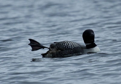 Common Loons-5570.jpg