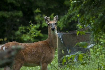 White-tailed Deer-5590.jpg