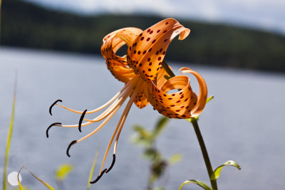Tiger Lily