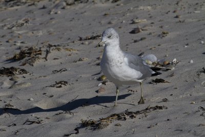 Cape Cod-9504.jpg