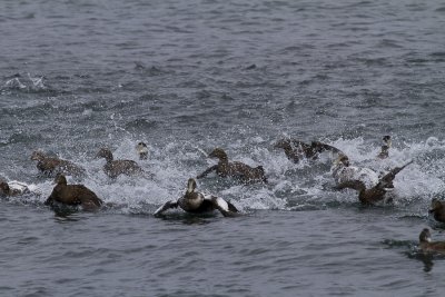 Cape Cod-9532.jpg