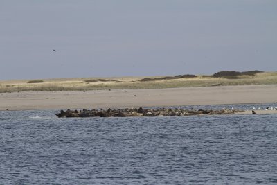 Cape Cod-9539.jpg