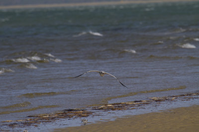 Cape Cod-9731.jpg