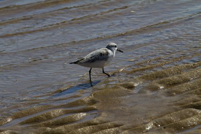Cape Cod-9751.jpg