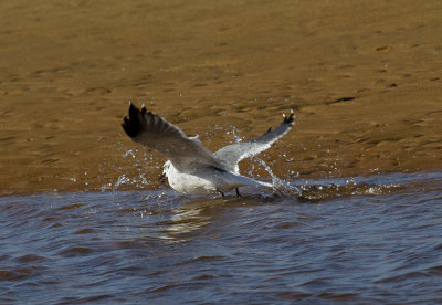 Cape Cod-9763.jpg