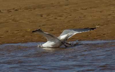 Cape Cod-9765.jpg