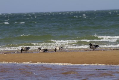 Cape Cod-9800.jpg