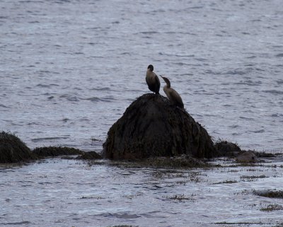 Cape Cod-9986.jpg