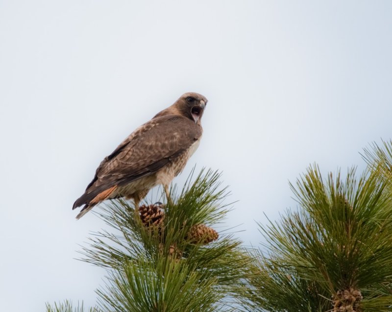 female, Red-tailed Hawk