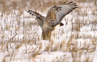 Rough-legged Hawk, a Northern Visitor