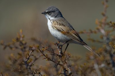 Sage Sparrow on Antelope Brush