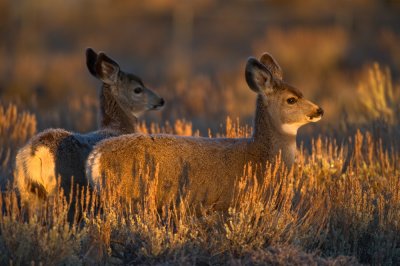 Mule Deer Twins