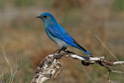 Mountain Bluebird in burned out forest