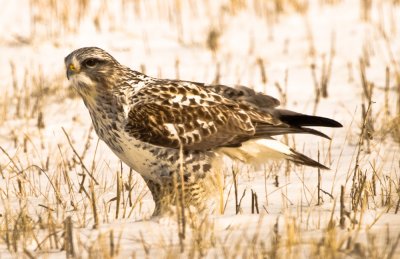 Rough-legged Hawk