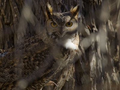 Owl on the Cottonwood