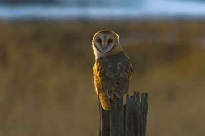 Barn Owl in evening light
