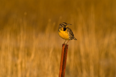 Western Meadowlark after the storm