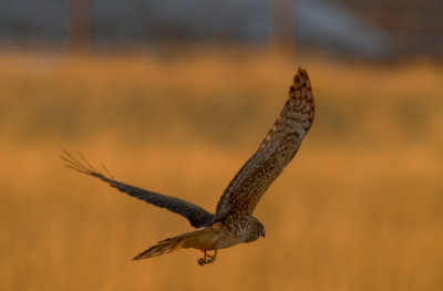 female Harrier Hawk over grassland