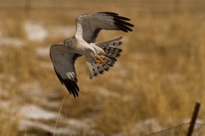 male Harrier Hawk
