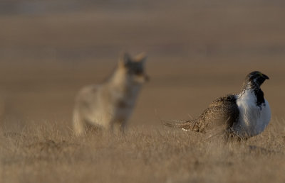 Coyote and Sage Grouse