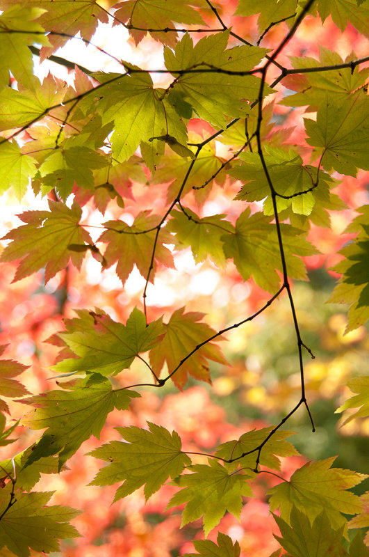 Sept 1 - Turning Leaves