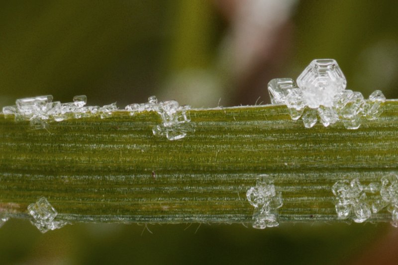 Feb 04 - Ice Crystals