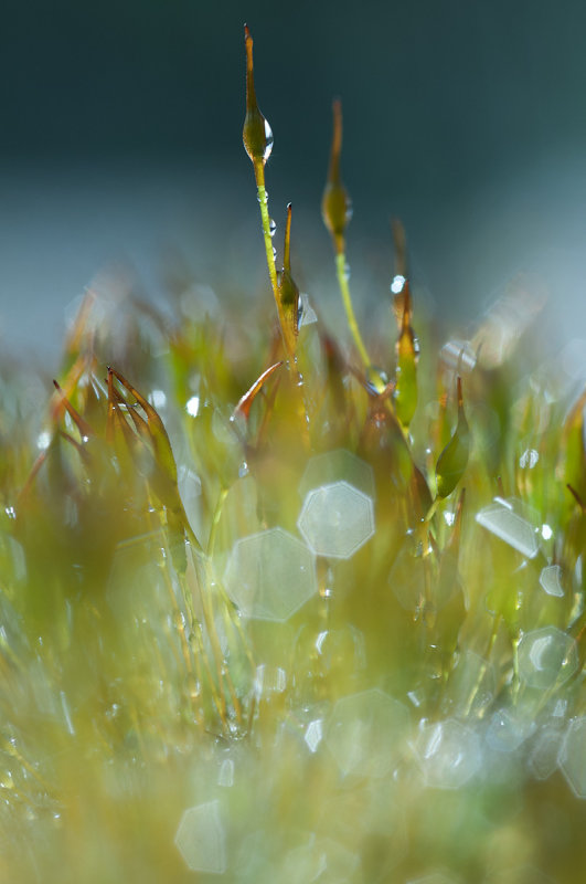 Dewy Moss