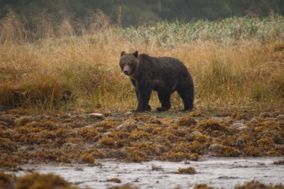 Wet Grizzly