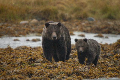 Mother & Cub Grizzly