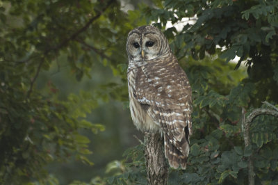 Barred Owl - Skyline Drive