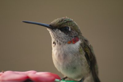 Ruby Throat Hummingbird 1