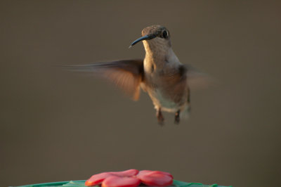 Ruby Throat Hummingbird 3
