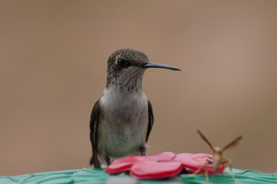 Ruby Throat Hummingbird 4