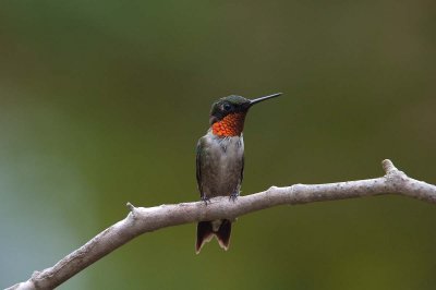 Male Ruby Throat