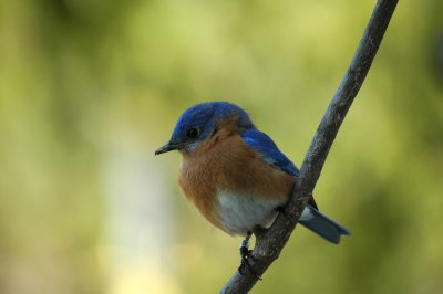 Bluey on a stick