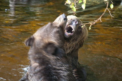 Bears