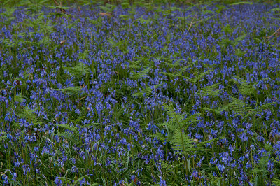 Ferns and Bluebells