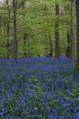 Ferns and Bluebells 2