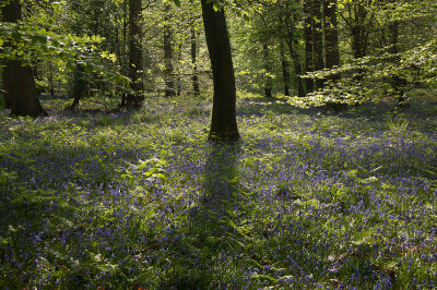 bluebells_2011