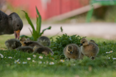 Goslings - planning their escape