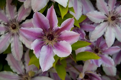 Clematis