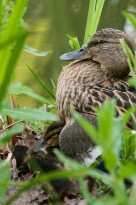 Protective Mum