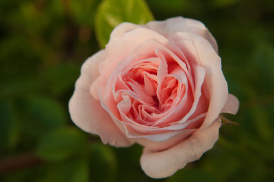 Dominik's Rose